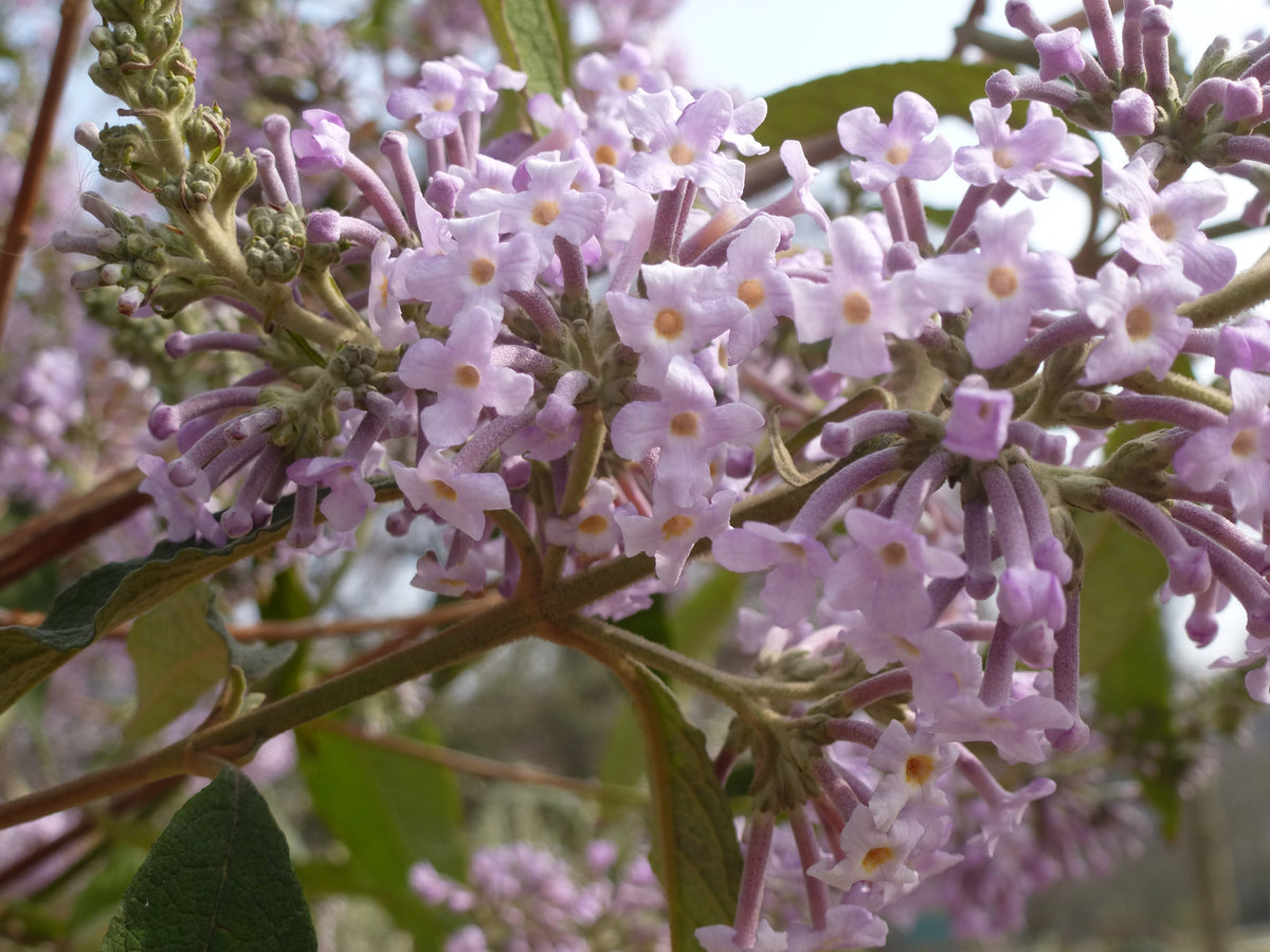 Buddleja officinalis in bloei