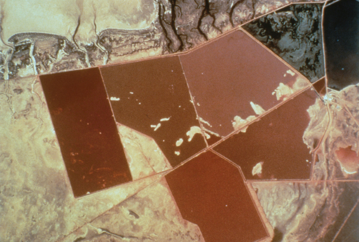 Vijvers die rood kleuren door Dunaliella salina