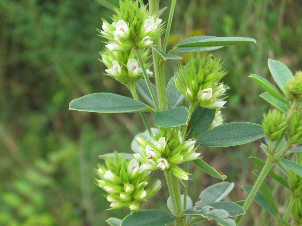 Lespedeza capitata in bloei